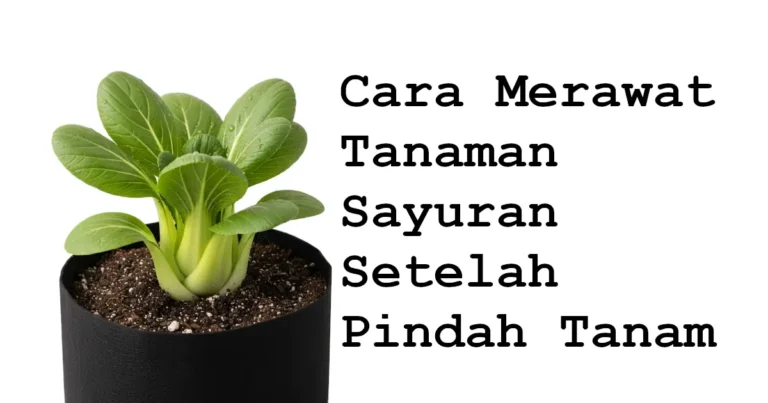 cara merawat tanaman sayuran setelah pindah tanam