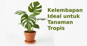 kelembapan ideal untuk tanaman tropis