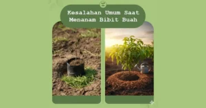 kesalahan saat menanam bibit buah