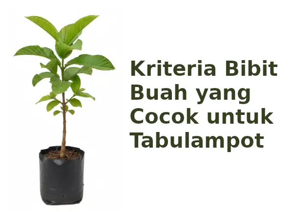10 Bibit Buah Cepat Berbuah di Pot untuk Tabulampot 9 kriteria bibit buah tabulampot