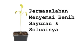 masalah menyemai benih sayuran dan solusinya