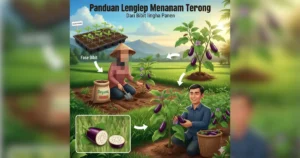panduan menanam terong