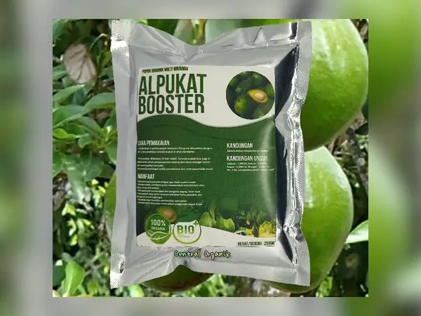 Pupuk Terbaik untuk Pohon Alpukat: Tabel Pemupukan, Dosis, dan Tips Praktis 9 pupuk alpukat booster