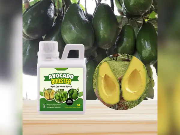 Pupuk Terbaik untuk Pohon Alpukat: Tabel Pemupukan, Dosis, dan Tips Praktis 10 pupuk cair booster alpukat