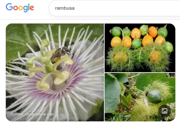 Rekomendasi Bibit Buah Rambusa, Buah Imut yang Mirip Markisa 8 rambusa adalah