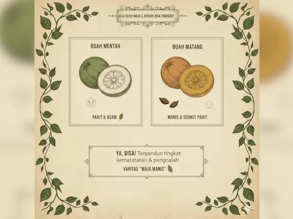 Buah Maja: Manfaat, Rasa, Cara Konsumsi & Potensi untuk Pertanian 8 rasa buah maja