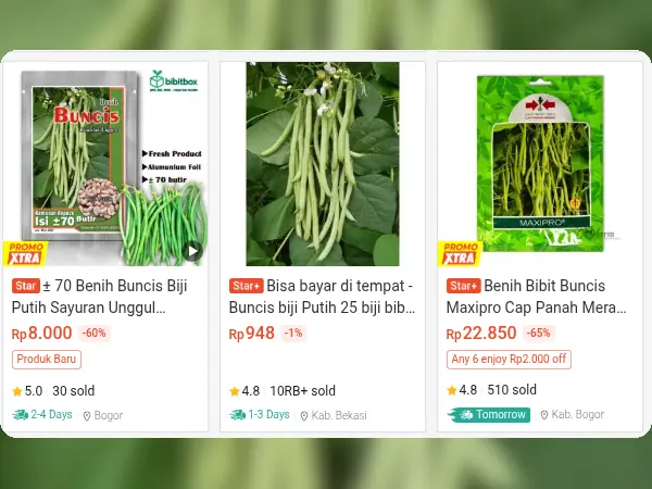 sayuran cepat panen Buncis