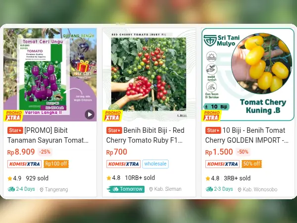 sayuran cepat panen Tomat Cherry