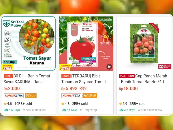 sayuran dataran rendah Tomat