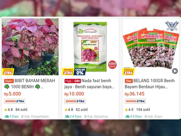 sayuran minim cahaya Bayam Merah