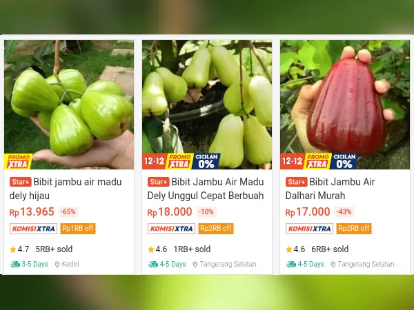 tanaman buah pesisir Jambu Air