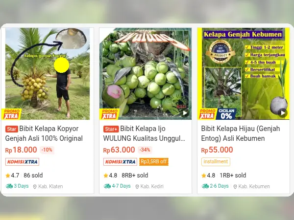 tanaman buah pesisir Kelapa