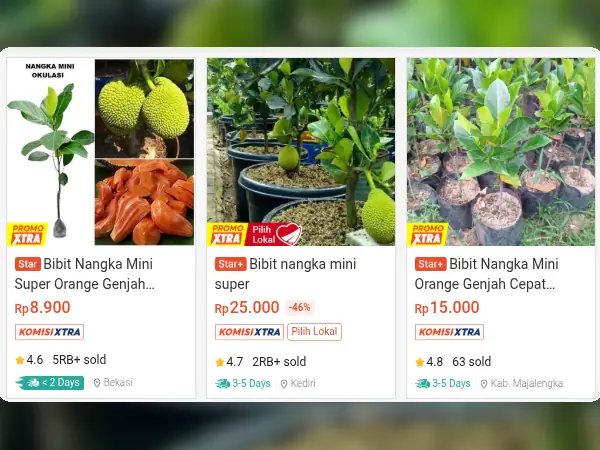 tanaman buah pesisir Nangka