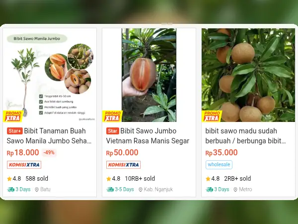 tanaman buah pesisir Sawo