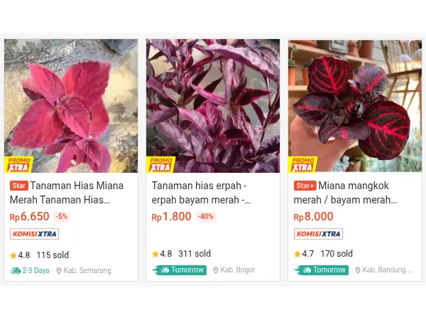 tanaman hias gantung bayam hias