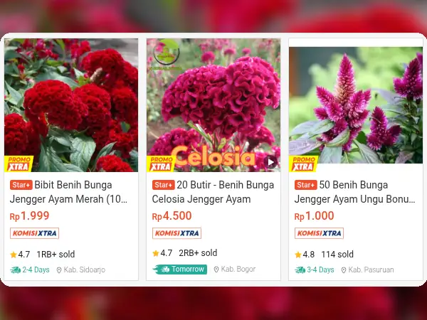 tanaman hias gantung jengger ayam