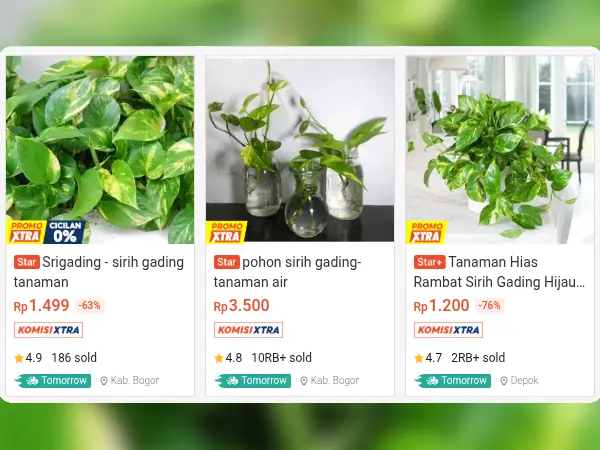 tanaman hias gantung Sirih Gading