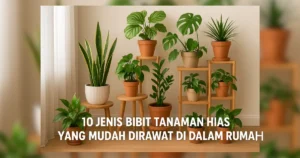 tanaman hias indoor yang mudah dirawat