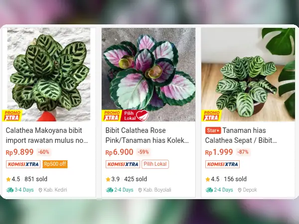 tanaman hias indoor Calathea