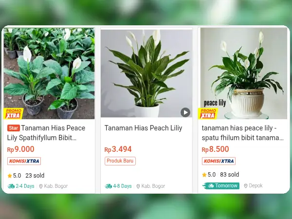 tanaman hias indoor Peace Lily 