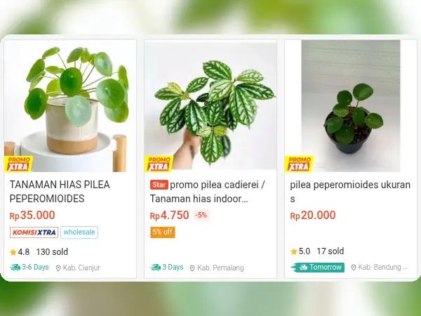 tanaman hias indoor Pilea Peperomioides 