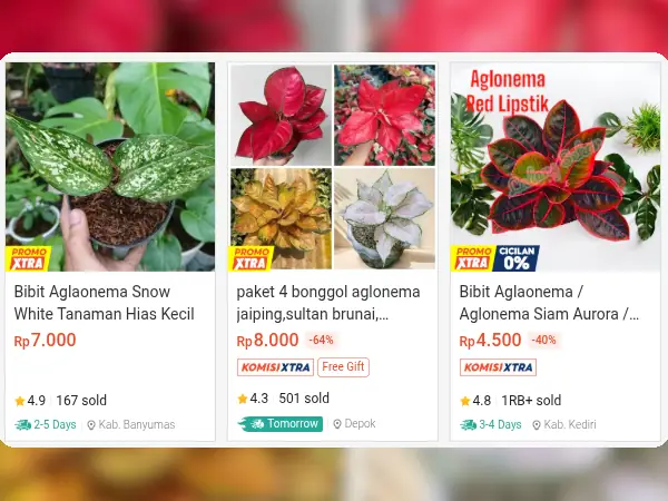 tanaman hias indoor Aglonema