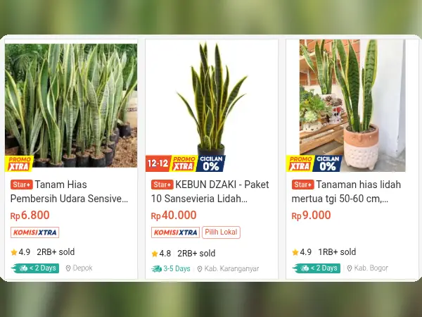 tanaman hias indoor Lidah Mertua