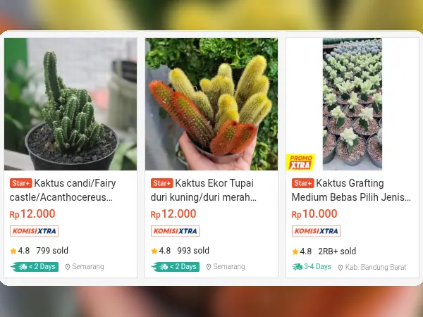 tanaman hias indoor Kaktus Mini