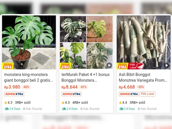 tanaman hias indoor monstera