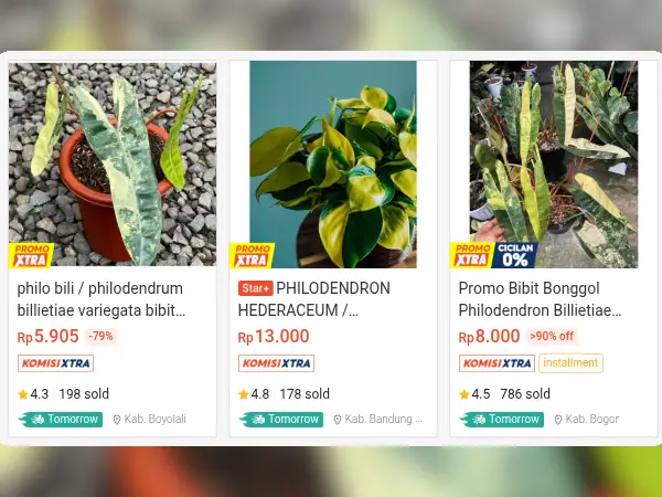 tanaman hias indoor Philodendron