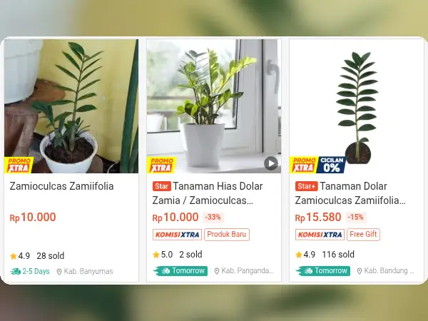 tanaman hias indoor zamioculcas zamiifolia