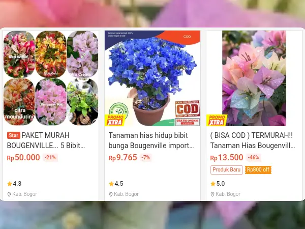 tanaman hias outdoor Bunga Bougenville