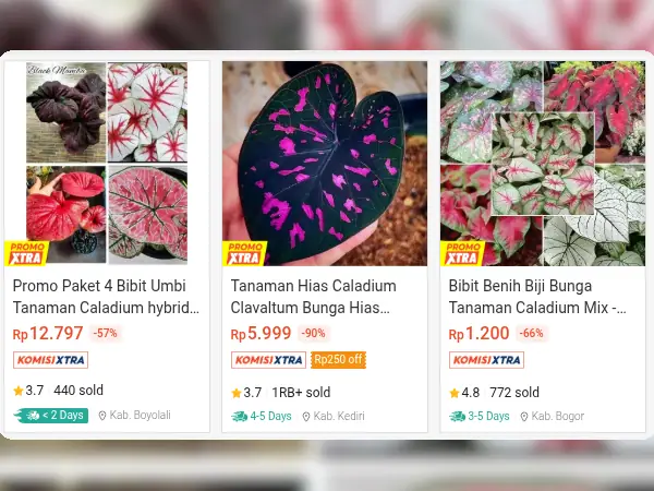 tanaman hias outdoor Caladium