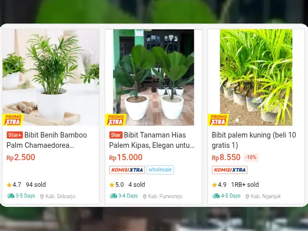 tanaman hias outdoor Palem Mini