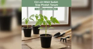 tanda bibit siap pindah tanam