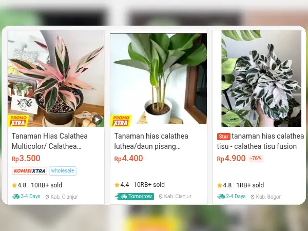 5 Tren Tanaman Hias Terbaru 2025, Apa Saja Ya? 9 tren tanaman hias mini collections