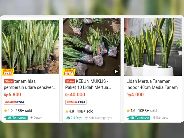 5 Tren Tanaman Hias Terbaru 2025, Apa Saja Ya? 11 tren tanaman hias pembersih udara