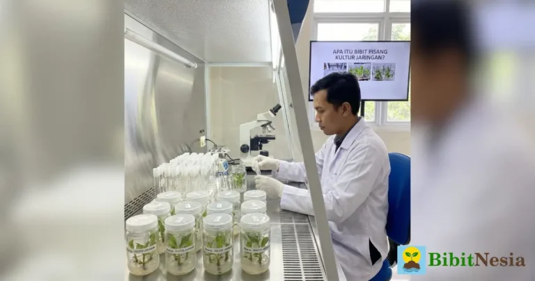 Apa Itu Bibit Pisang Kultur Jaringan? 3 bibit pisang kultur jaringan