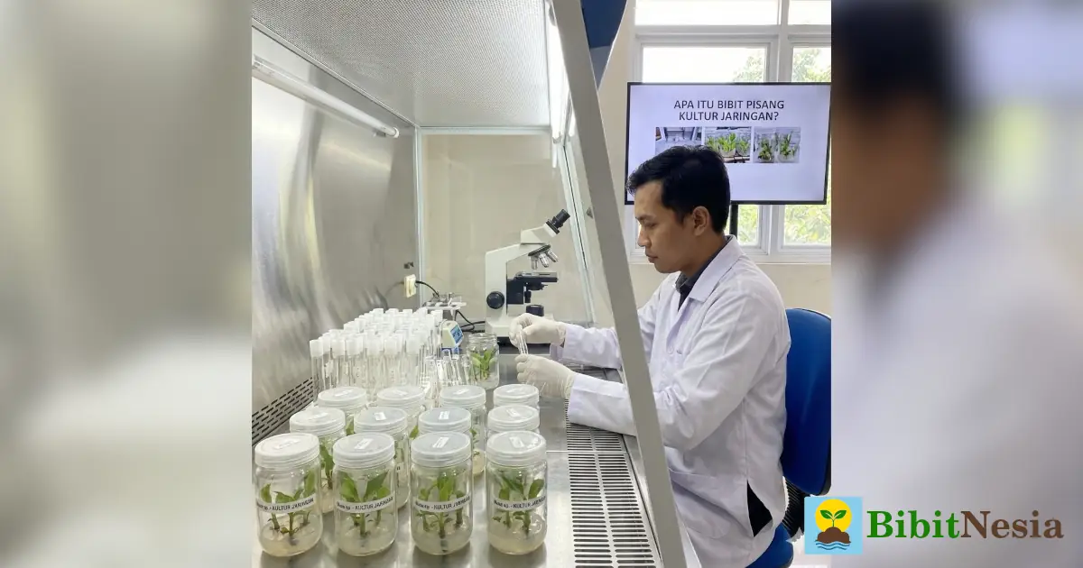 bibit pisang kultur jaringan