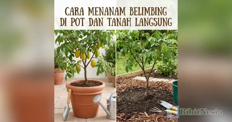 cara menanam belimbing