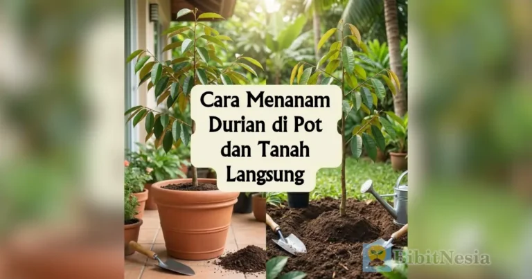 cara menanam durian