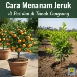 cara menanam jeruk