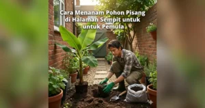 cara menanam pohon pisang