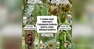 hama penyakit durian