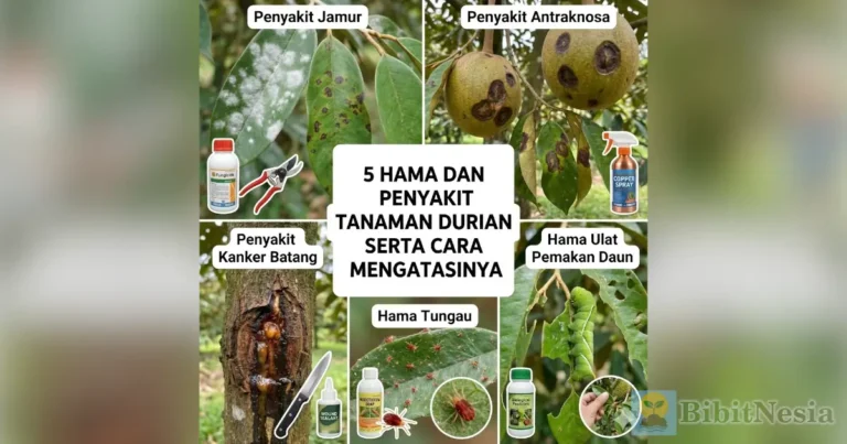 5 Hama dan Penyakit Tanaman Durian Serta Cara Mengatasinya 2 hama penyakit durian