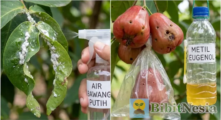 hama penyakit jambu biji