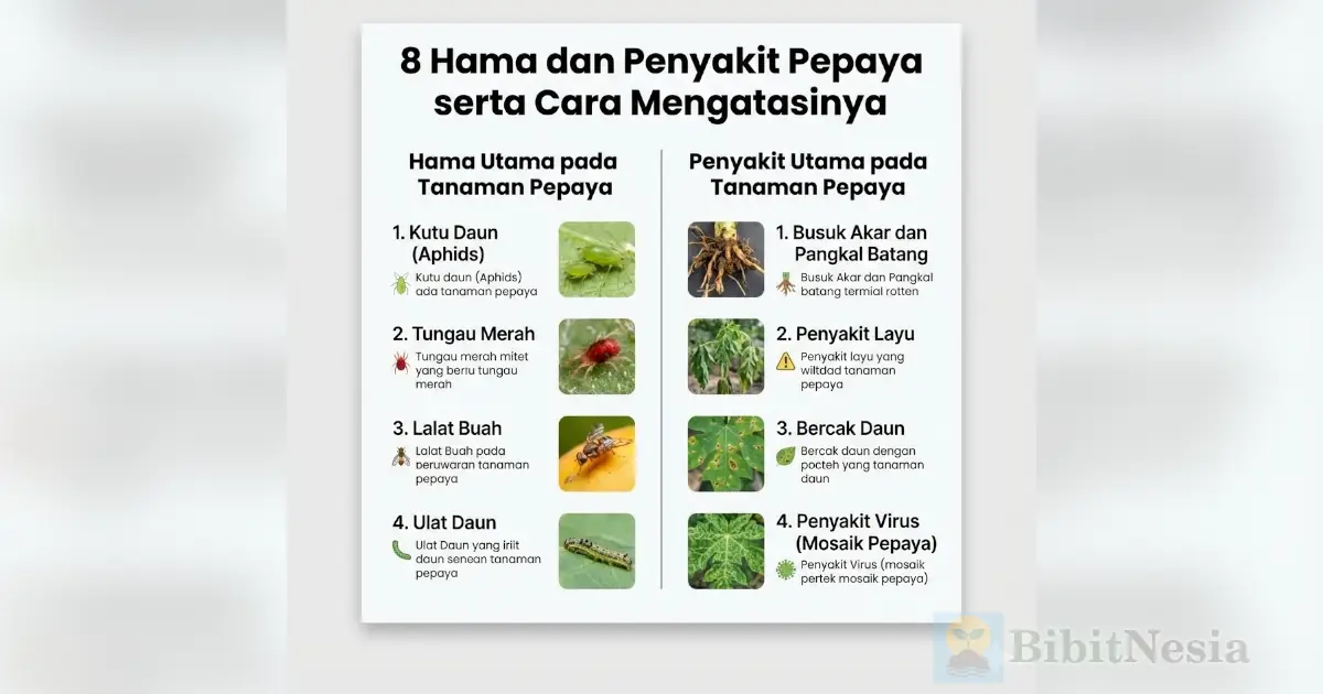 hama penyakit pepaya