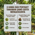 hama penyakit sawo