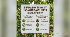 hama penyakit sawo