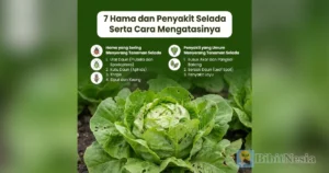 hama penyakit selada